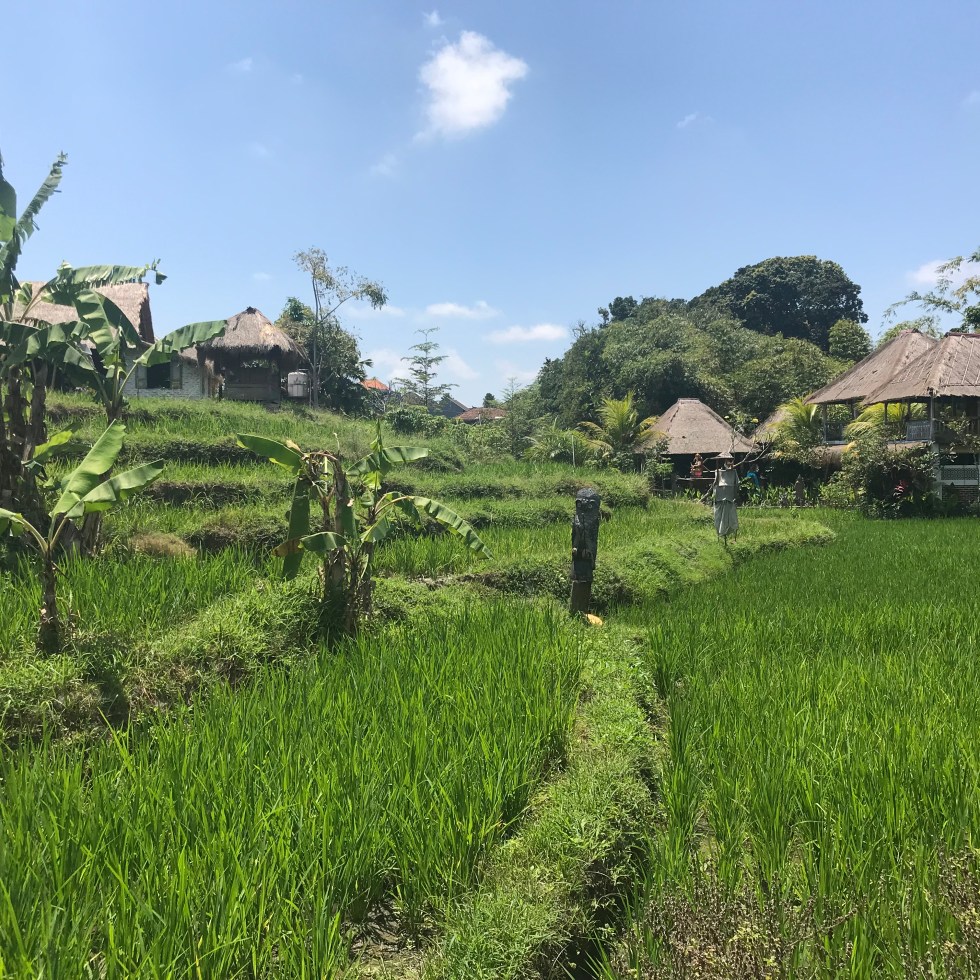 Blick aufs Reisfeld in Changgu bei blauem Himmel