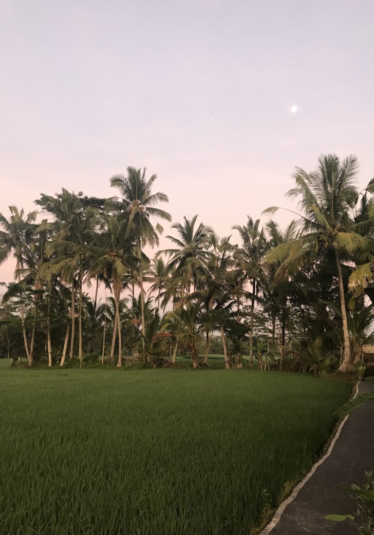 Palmen im Sonnenuntergang hinter einem Reisfeld auf Bali, Indonesien